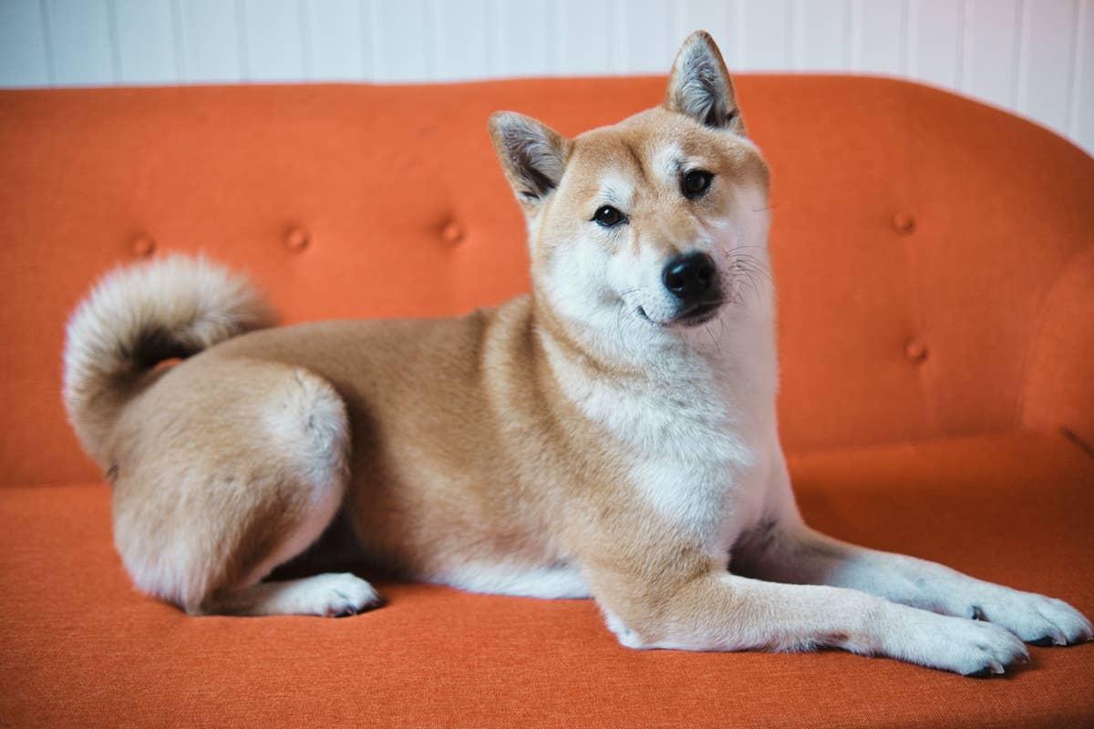  A sweet Shiba Inu lying calmly on bright orange couch.