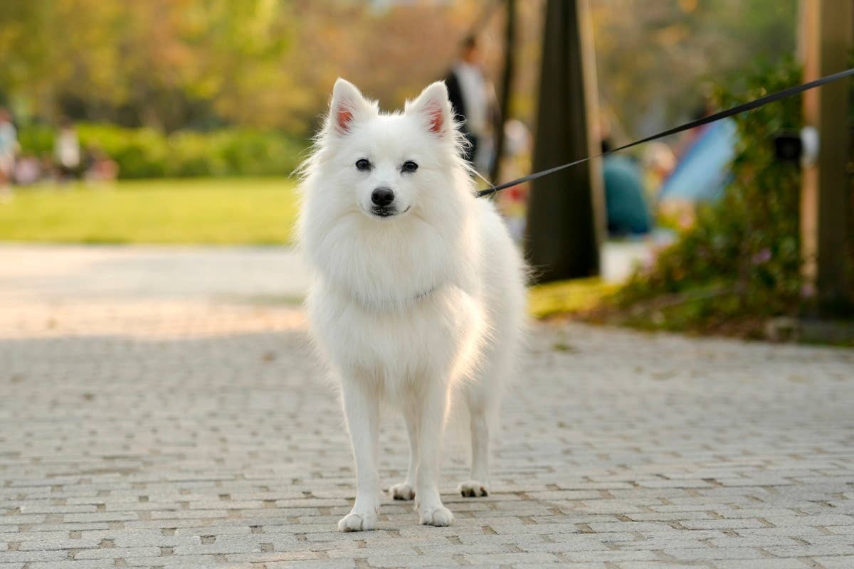 A small dog breed known for its responsiveness and devoted personality.