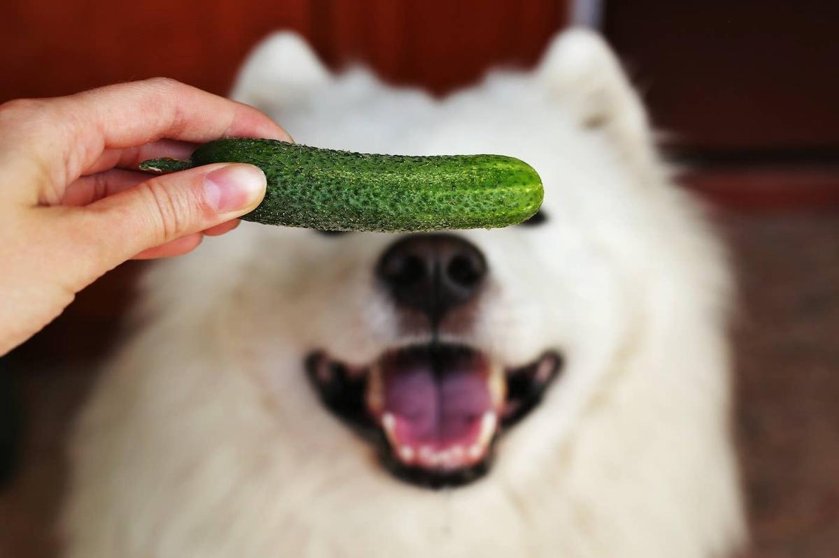  A Samoyed with a cucumber in front of their face.
