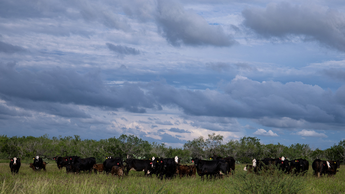 A herd of cattle graze pasture on Susan Storey Rubio and DJ Rubio’s multi generational 11,000 acre ranch, two days after the U.S. Department of Agriculture confirmed that New World screwworm was detected in a Texas calf in Zavala County, in Cotulla, Texas, U.S. June 5, 2026.  REUTERS/Kaylee Greenlee