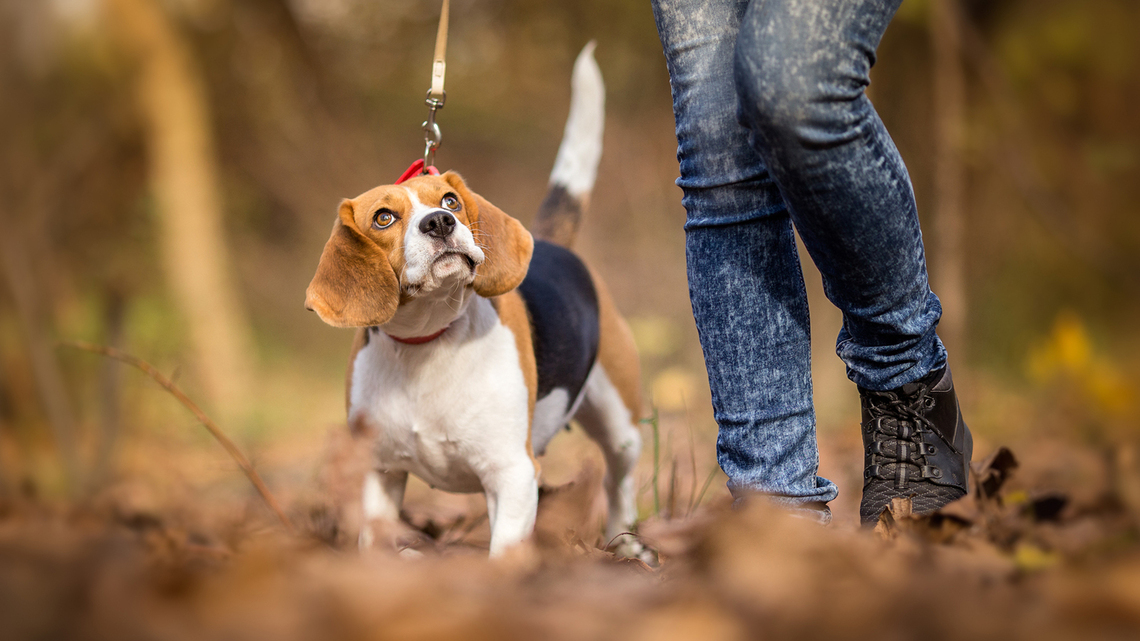 Adrian Wooldridge: Want a friend in the AI age? Get a dog 