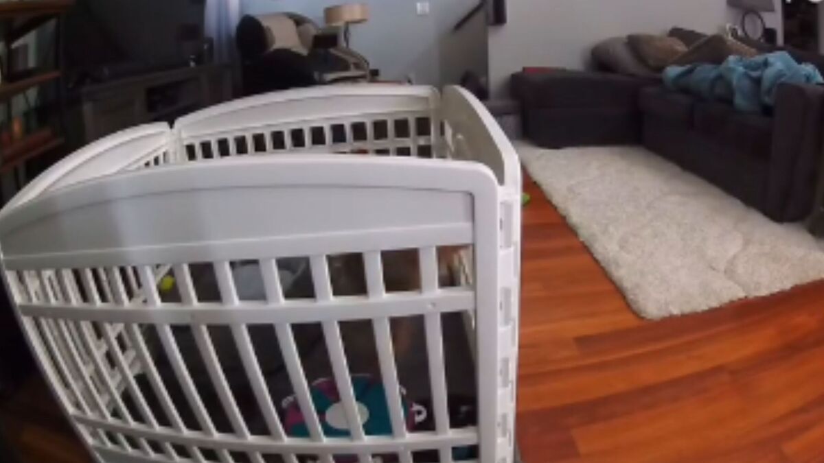 Screenshot from a May 25 Instagram video of a pet camera picking up on a 3-month-old Pomeranian puppy's cries while he was left home alone for the first time. 
