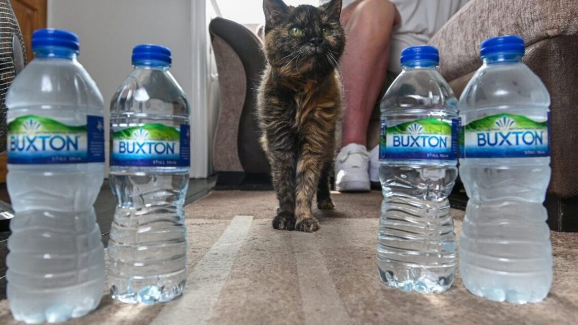 Secret to 31-year-old cat's long life? Bottled spring water