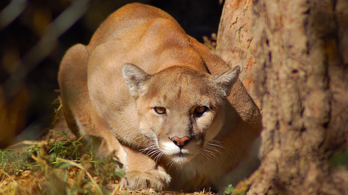 What should I do if I see a mountain lion on a Washington hike? Follow these tips