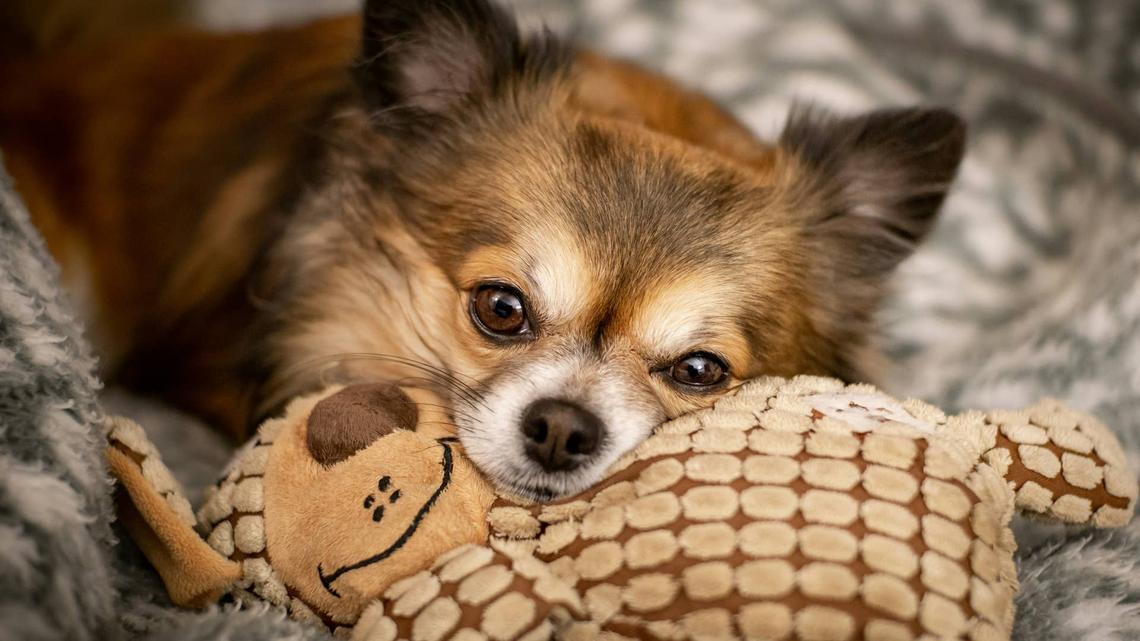 Senior Blind Chihuahua Waits Over 100 Days for a Home-Now a Famous Foster Mom Steps In 