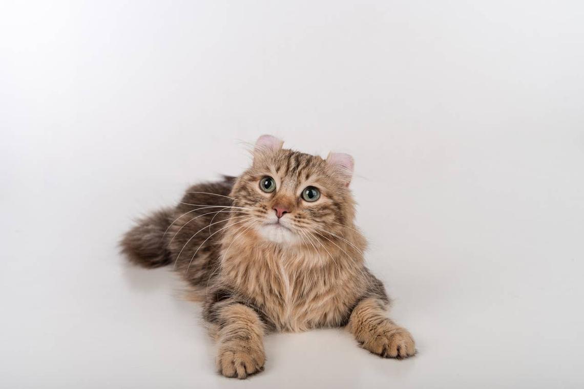  An American Curl cat looking cute and sassy. 