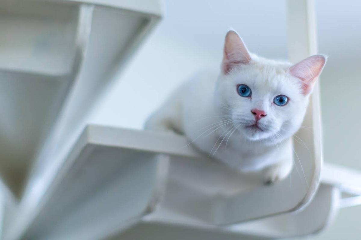  A Turkish Angora Cat with icy blue eyes on a staircase.
