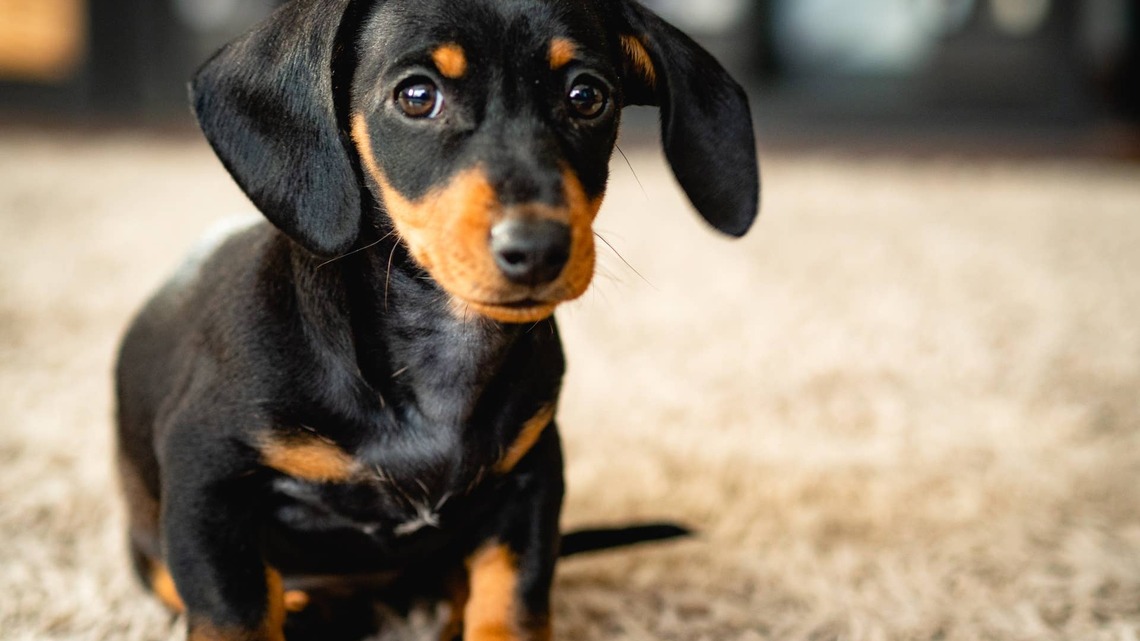 Dachshund Refuses To Sit Down in the Car After Mom Forgets His Car Seat 