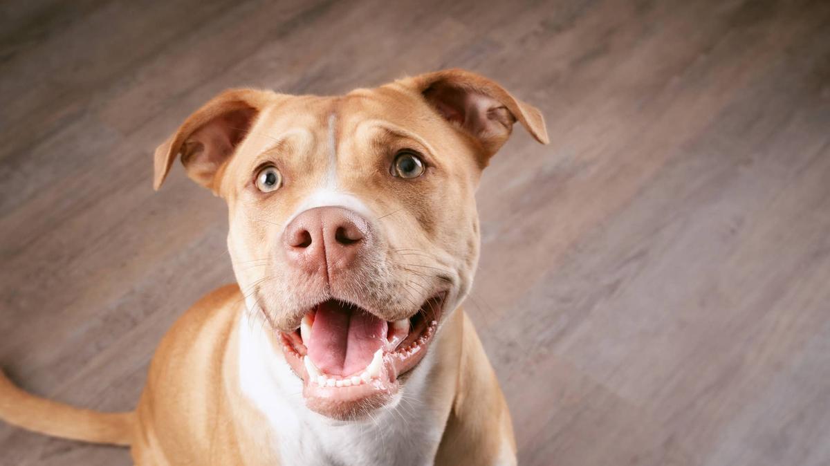 Pit bull mix sitting on kitchen floor.