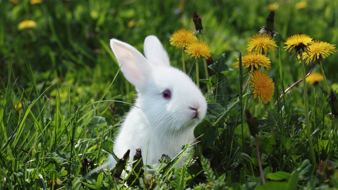 Baby Bunny's Ridiculously Floppy Ears Deserve Their Own Fan Club 