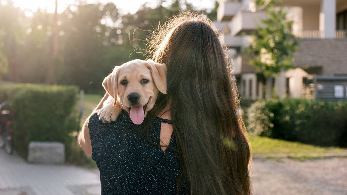 6 Dog Breeds Who Will Be Your Teammate for Life, According to a Trainer
