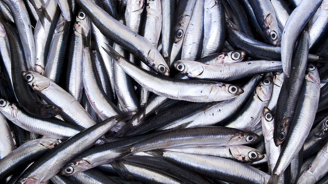 Javier Blas: The world has an anchovy problem 