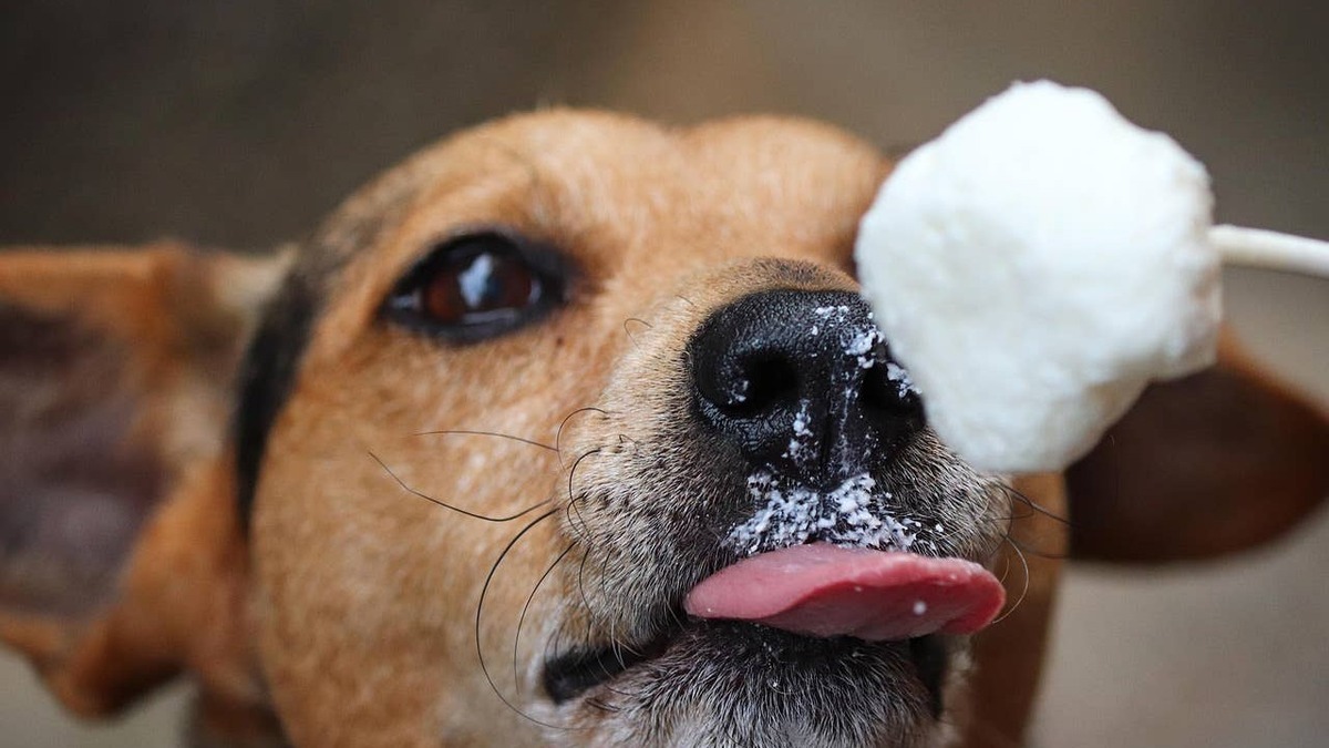 hundeeis, dog, snout, eisbällchen, animal, popsicle, lick, cooling down, heat, warm, refreshing, domestic animal, animal portrait, eyes, pet, face, nose, dog head, tongue.