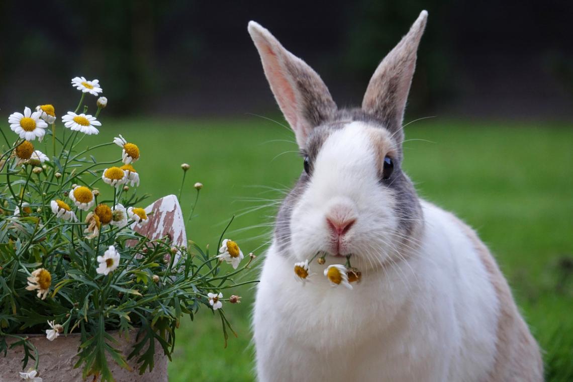  A bunny rabbit eating flowers. 