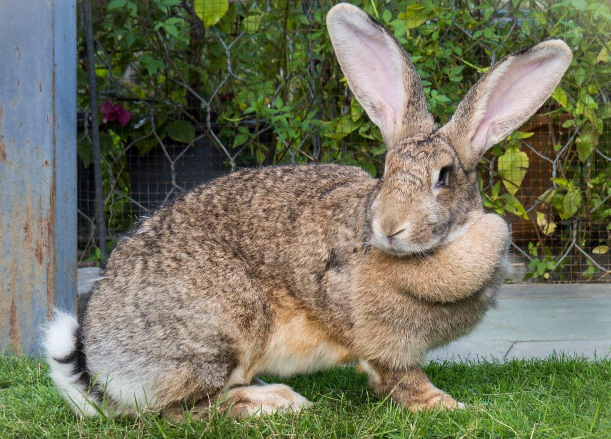  A giant rabbit that makes a good pet.