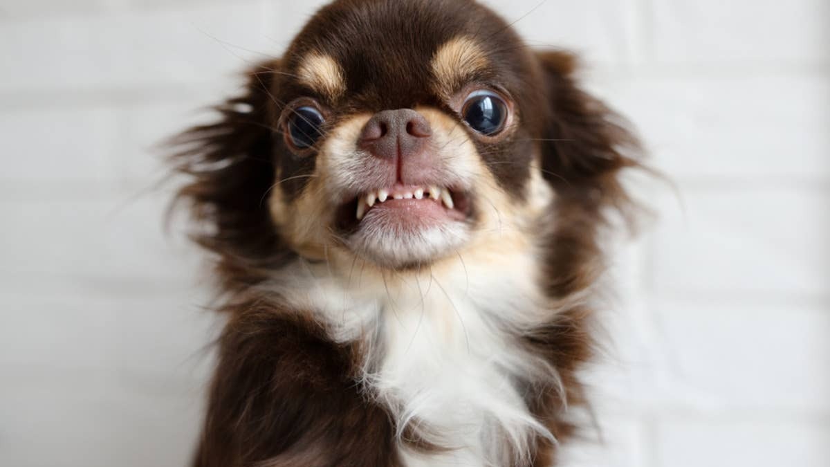 Close up of an angry Chihuahua. 