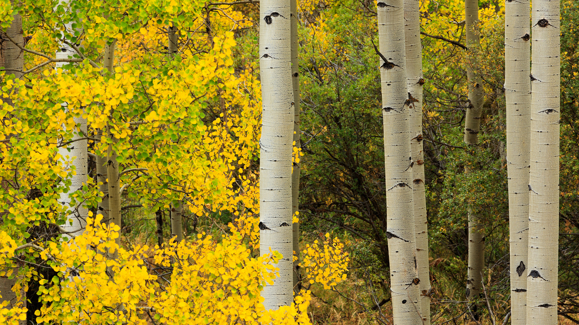 When will fall colors peak around Colorado this year? Here's what to expect.