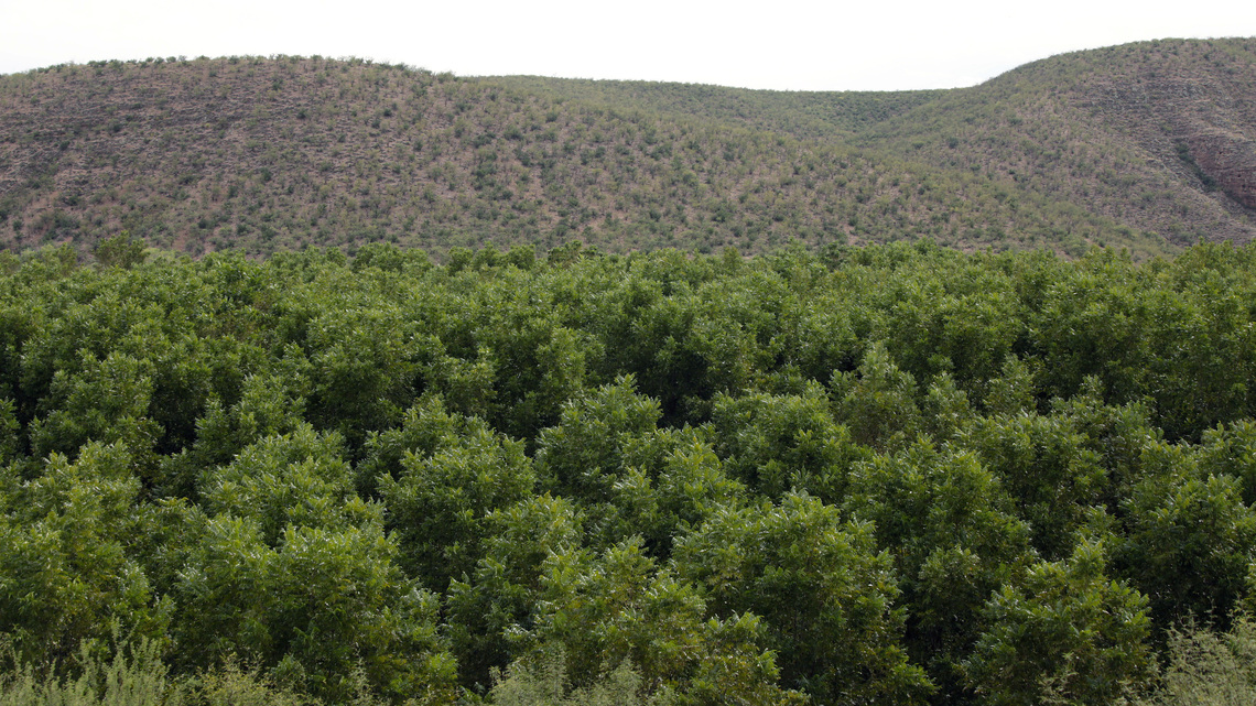 China impondrá depósito de garantía del 54.3% a nueces pecanas procedentes de EEUU y México 