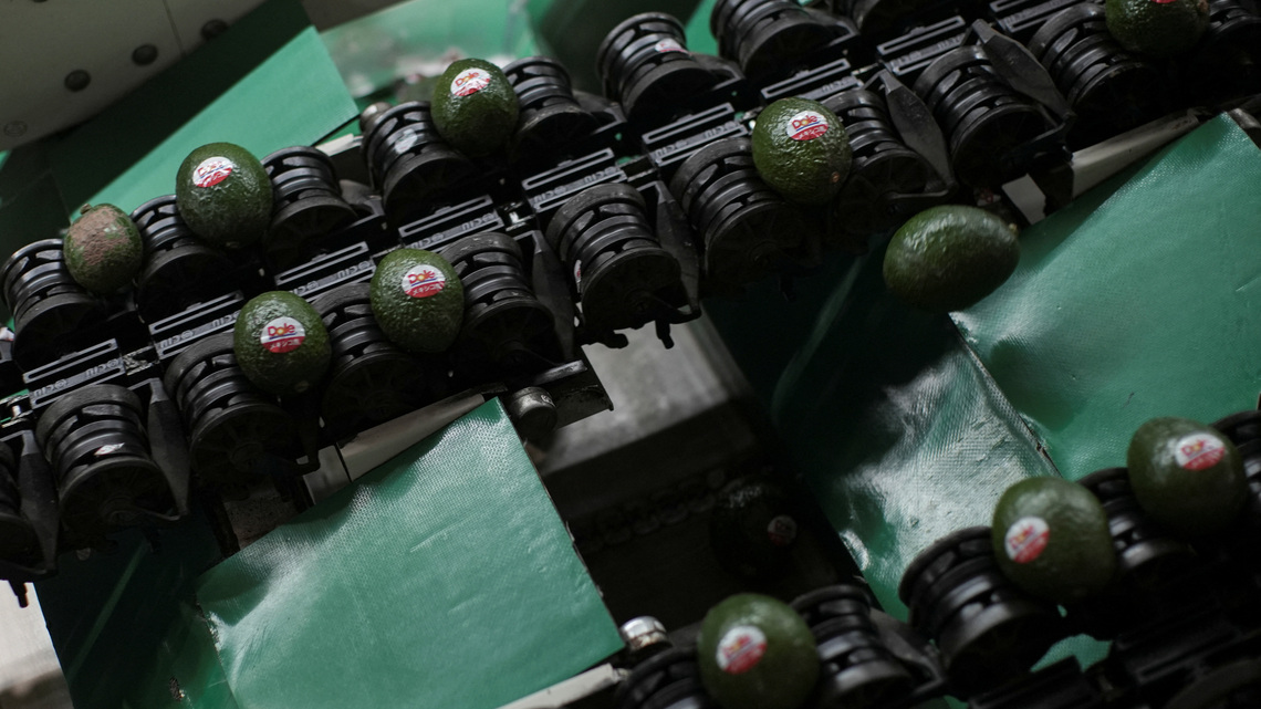 US to partially restart activities in Mexico's avocado hub 