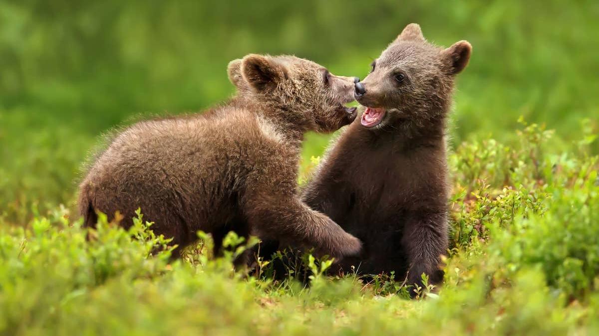 Two brown bear cubs play fighting. 