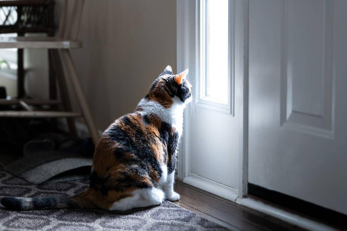  A lonely cat waiting by the door. 