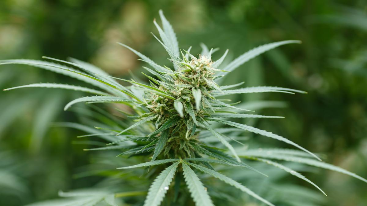 Questions remain after the legislative commission tasked with overseeing Virginia's transition to a retail cannabis market met Tuesday morning to hear how federal changes to cannabis policy could impact the state. (Dreamstime/TNS)