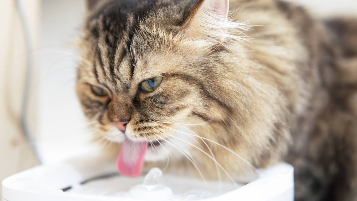 Signs of Dehydration in Cats and How to Encourage Them to Drink More Water 