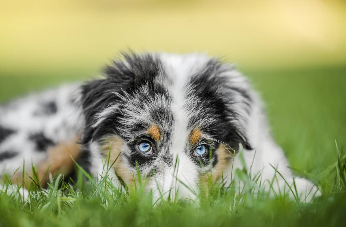  A dog looking at its owner with a calm, attentive expression.