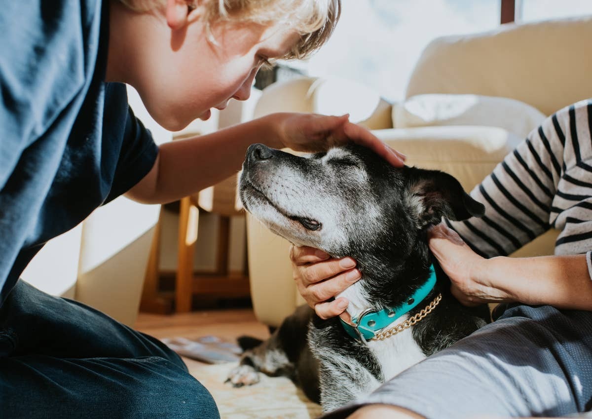  A dog and owner communicating and connecting.