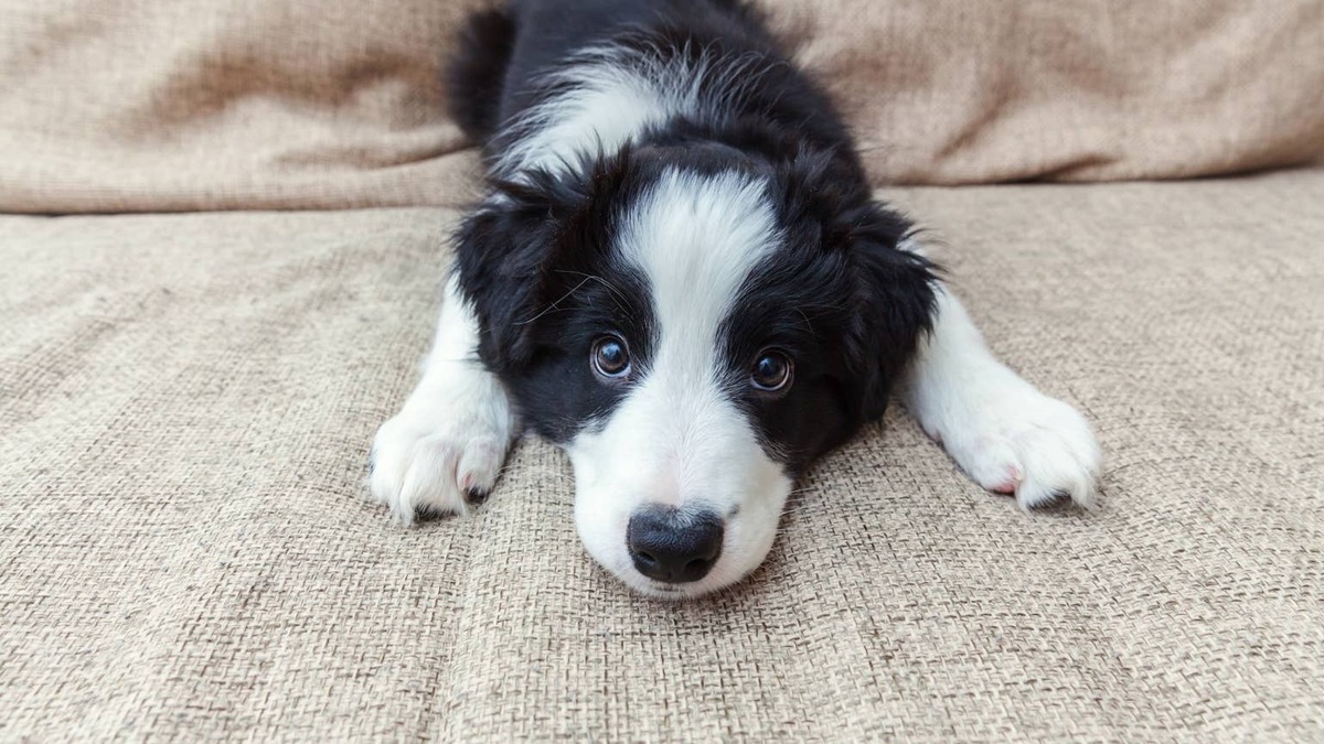Cute black and white Border Collie puppy.