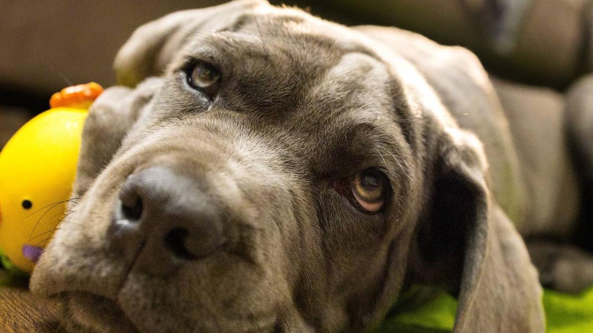Close-up of a Cane Corso puppy. 
