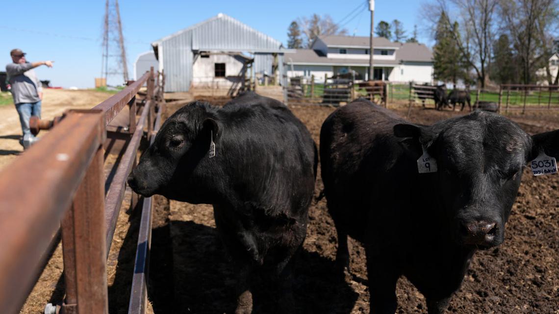 High beef prices drive blame game among farmers, processors and sellers