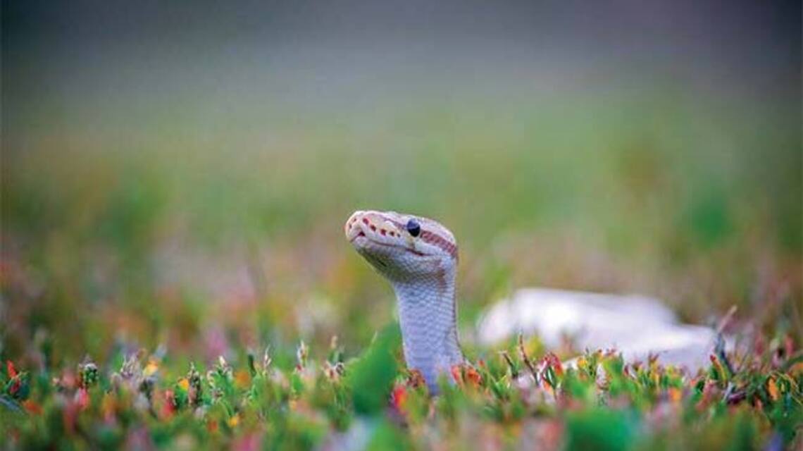 5 Simple Snake Prevention Tips