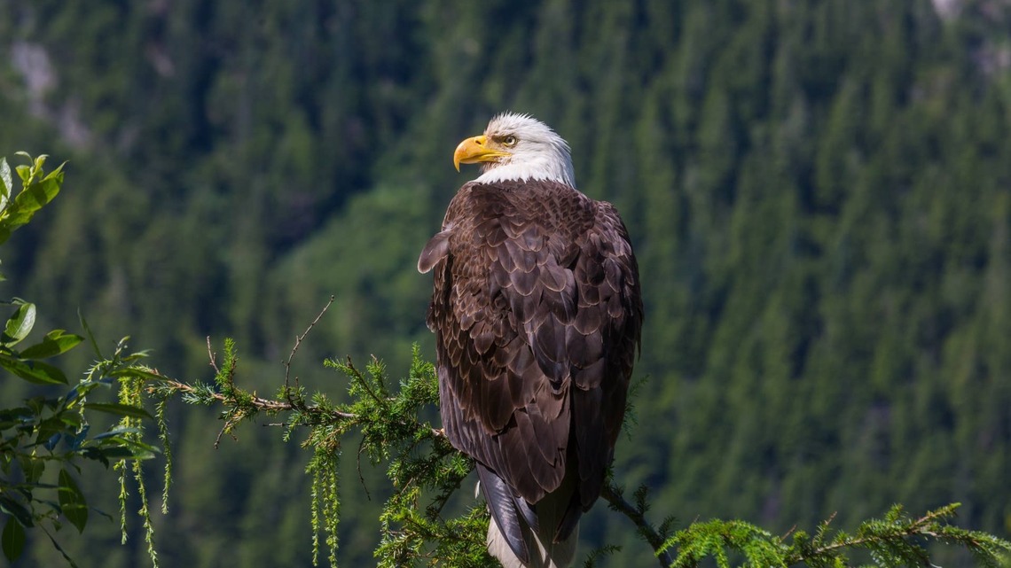 Stunning Bald Eagle ‘Tucks In Her Talons' So She Won't Hurt Her Favorite Human 