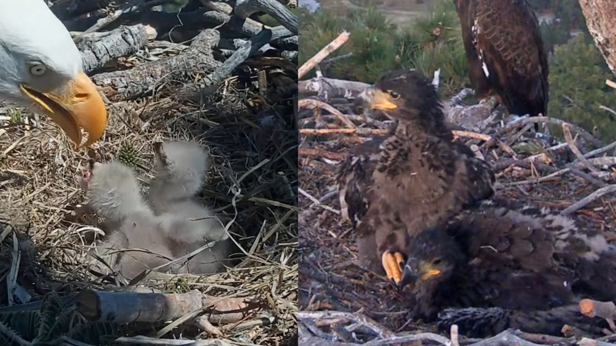 Big Bear Valley's infamous eagle couple welcomed two eaglets in April, a month later, and the new additions have grown.
