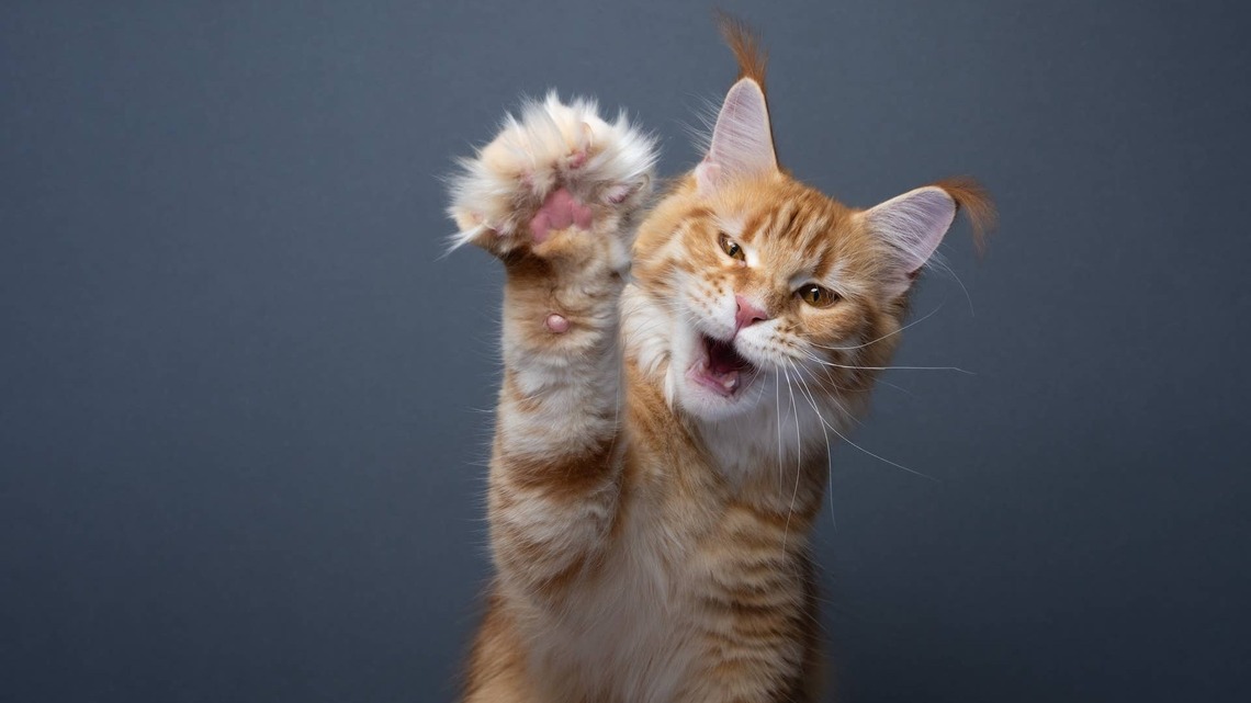 Huge Orange Maine Coon Loves on His Tiny Look-Alike Like He Ordered a Baby Copy 