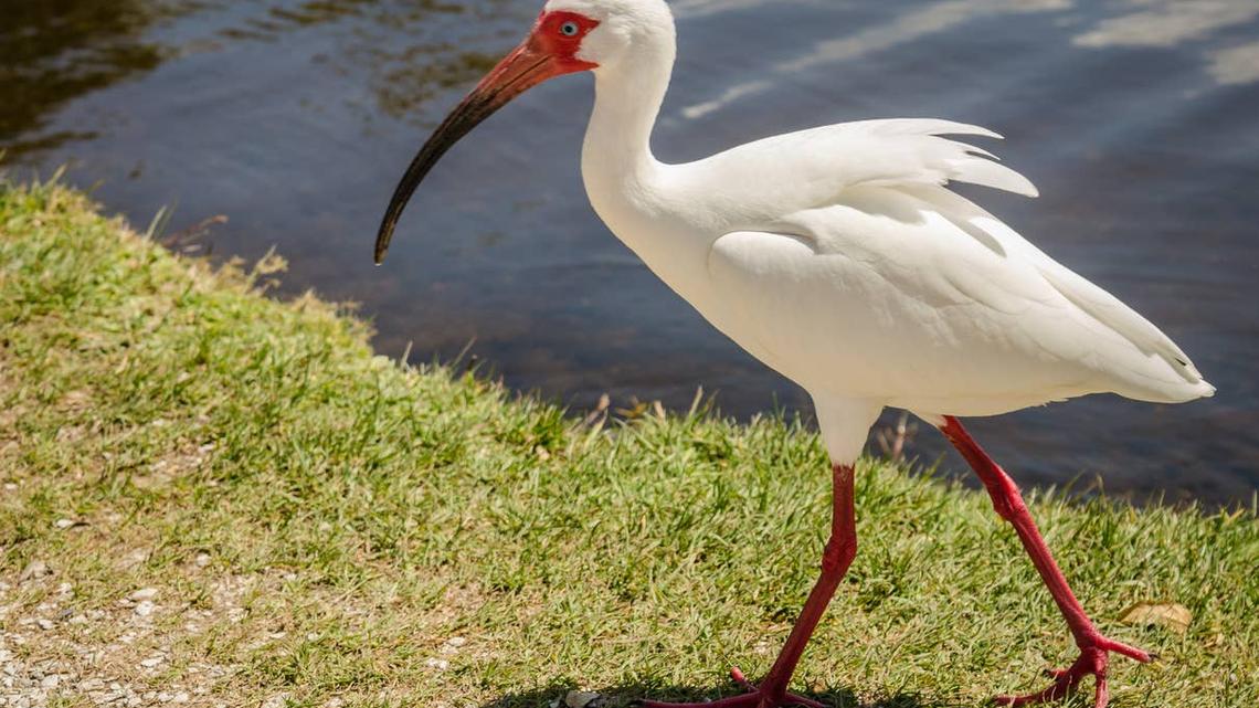 A close-up of an American White Ibis.