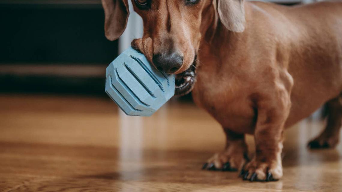Dachshund with a ball in his mouth. 