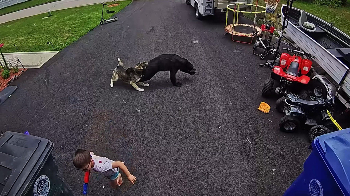 Watch brave husky chase bear away from child playing in driveway 