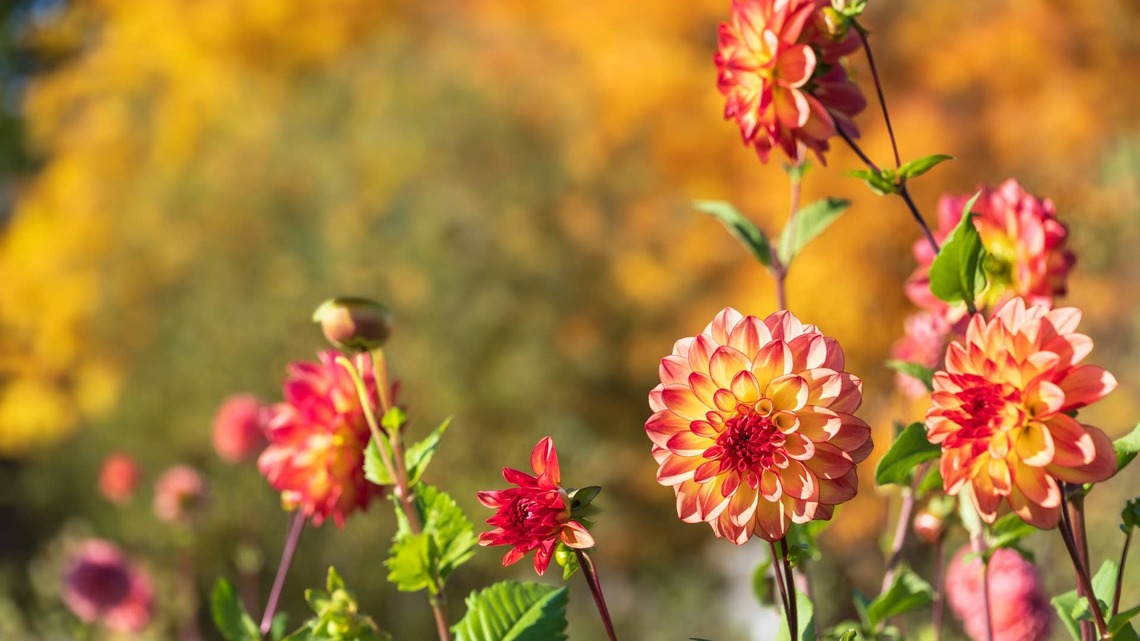 Want Dahlias Until Frost? Don't Skip These 4 Late-Season Tasks