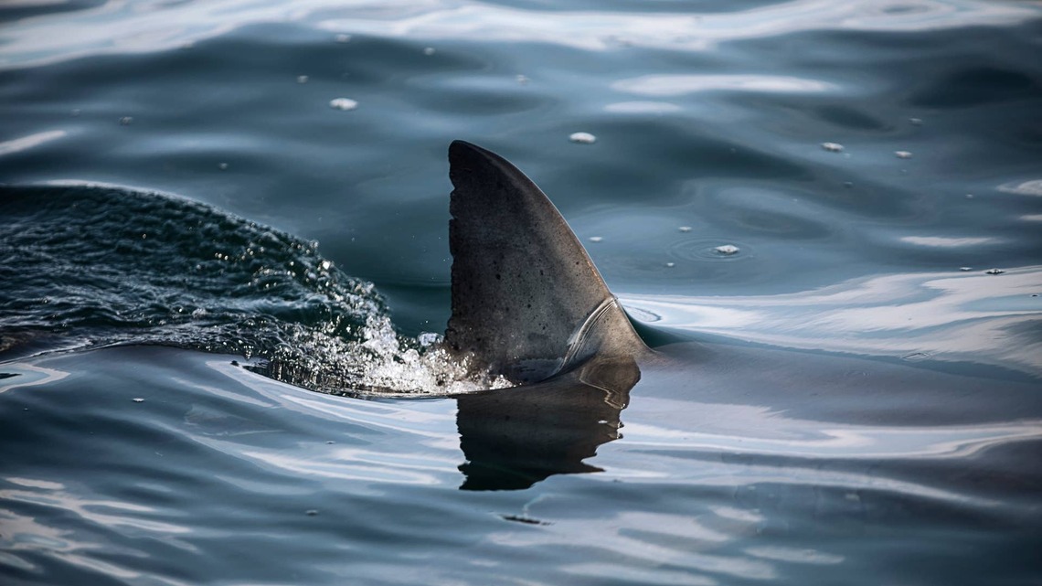 A Shark Swam Through Flooded New Jersey Streets, and Here's the One Specific Reason Nobody Needs to Panic 