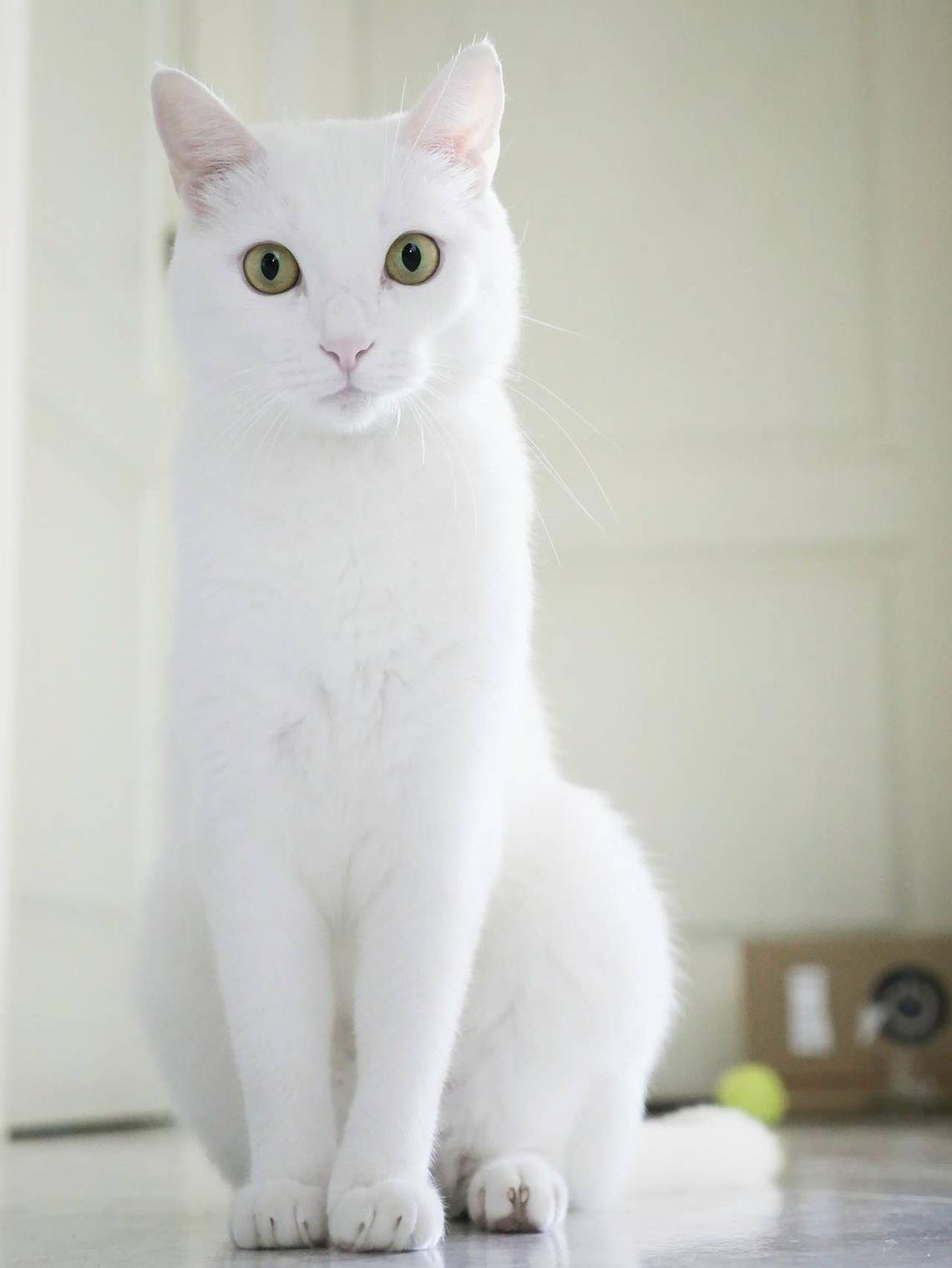  A pretty white cat that is easy to take care of. 