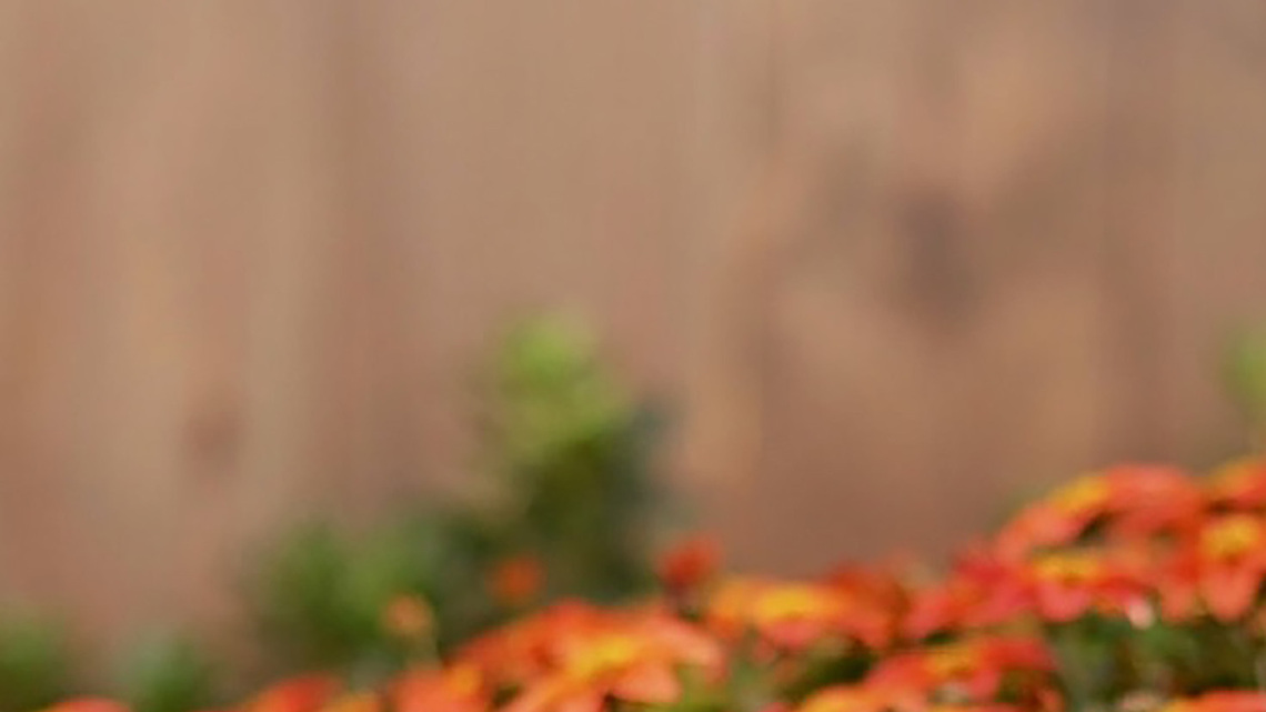 On Gardening: Campfires heat up mixed containers