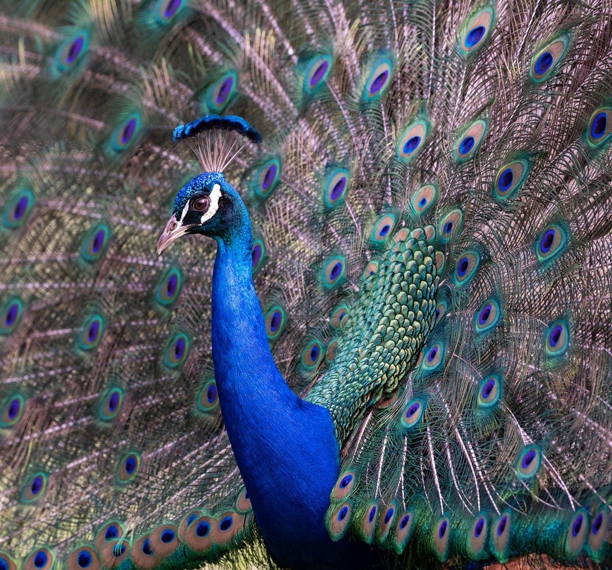  A peacock stands out in a crowd like December birth months.