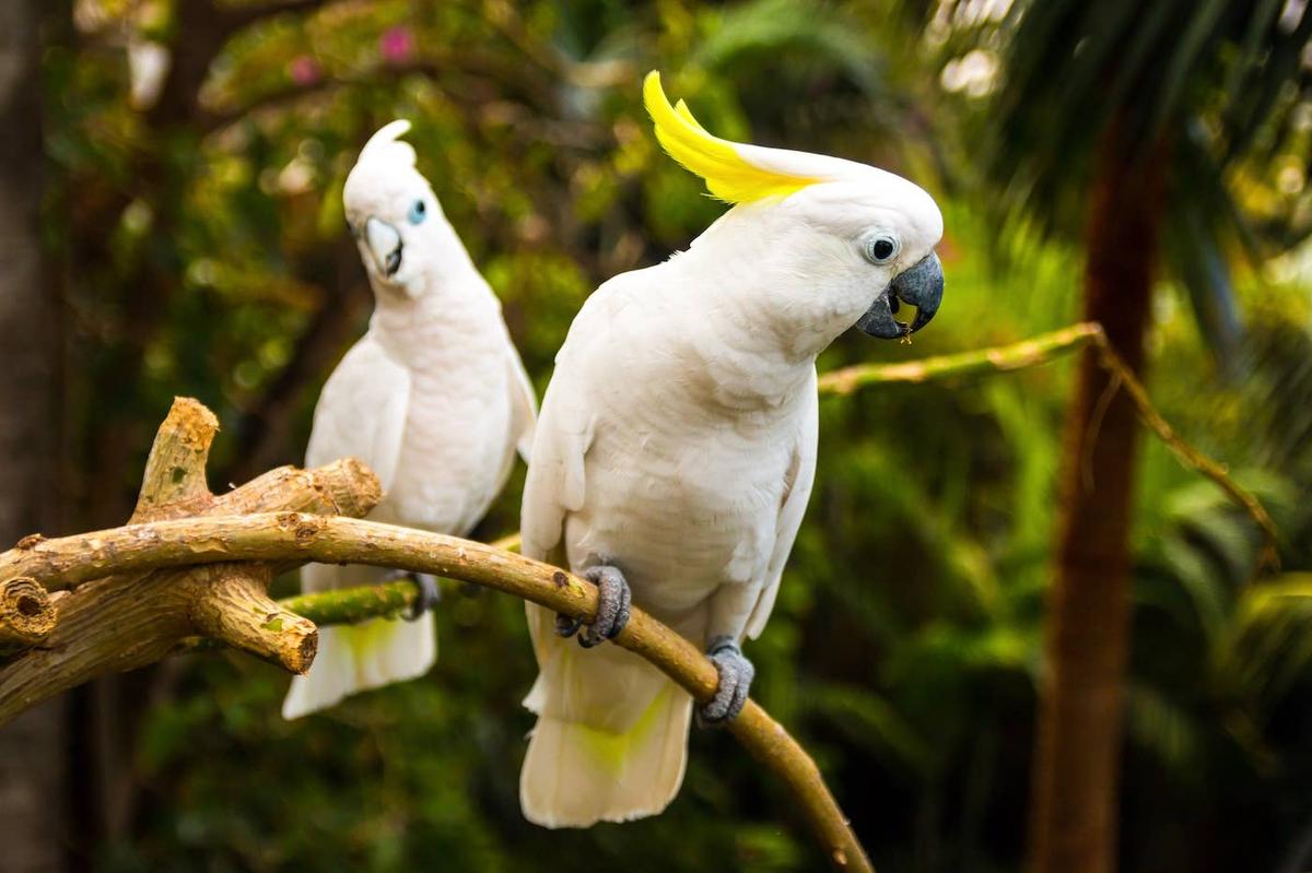  Two Cockatoos sitting together.