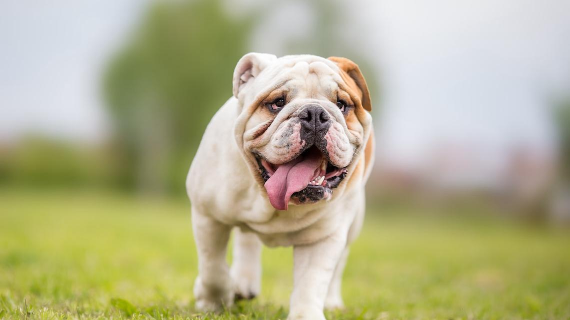 Dog Sitter Accidentally Invents English Bulldog's New Favorite Game With Only a Shadow 
