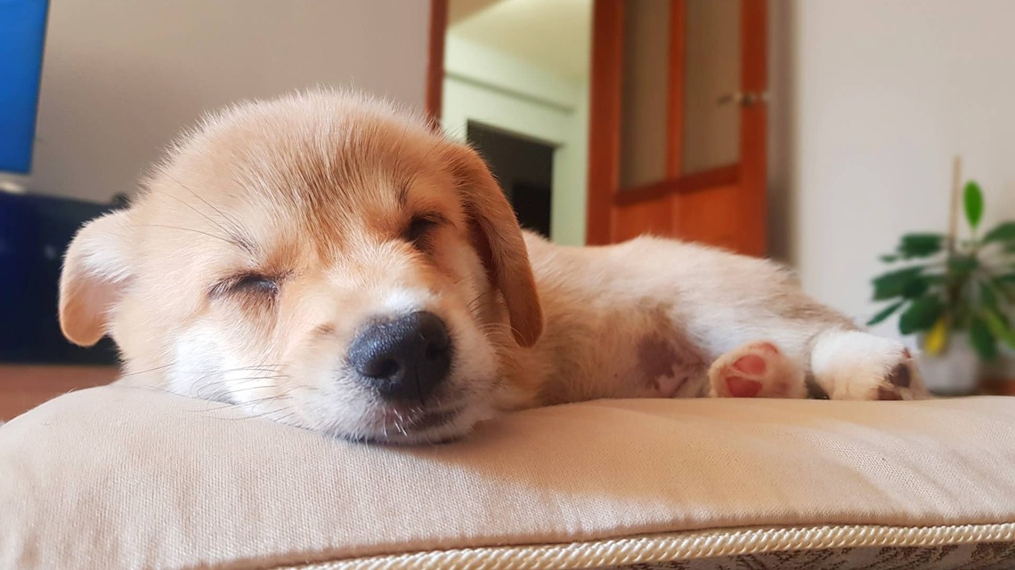 Golden Retriever Puppy Makes the Cutest Naptime Noises Like He's 'Dreaming of Treats' 