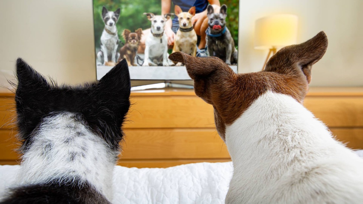 Netflix Releases a Pet-Friendly Cartoon, and Dogs and Cats Are Glued to the Scre...