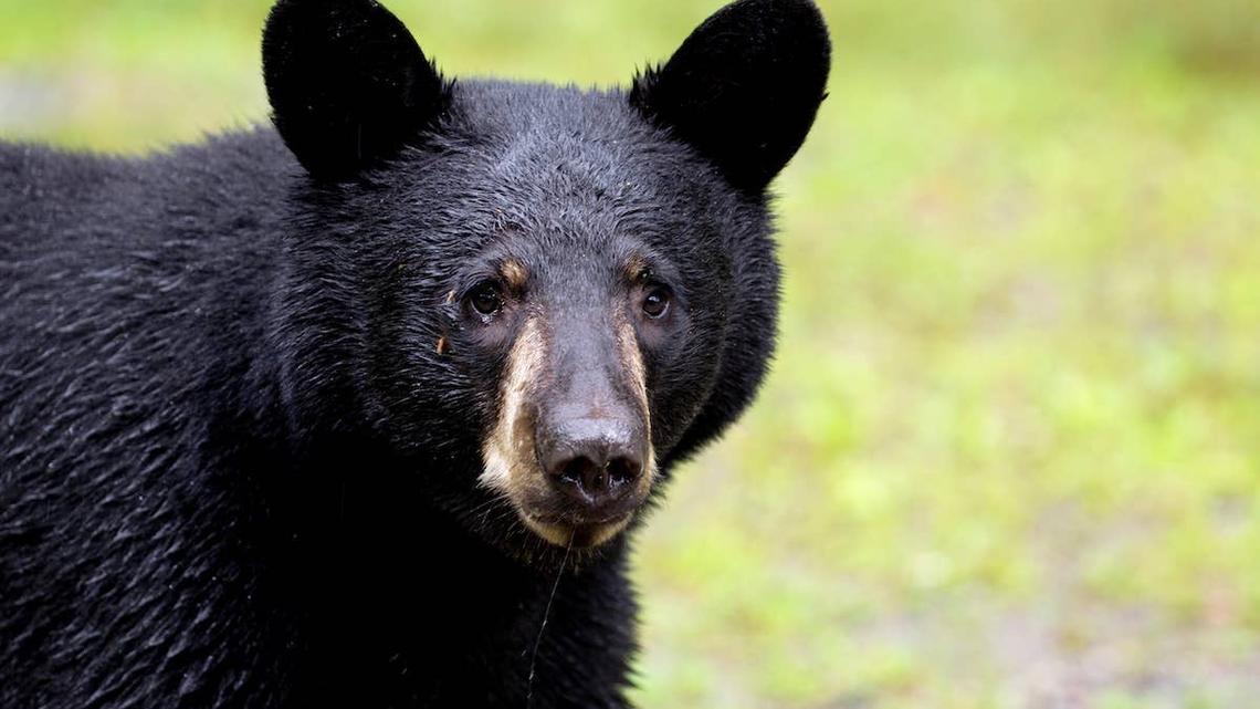 Bear Shows up on Massachusetts Golf Course Like He's Late for His Tee Time 