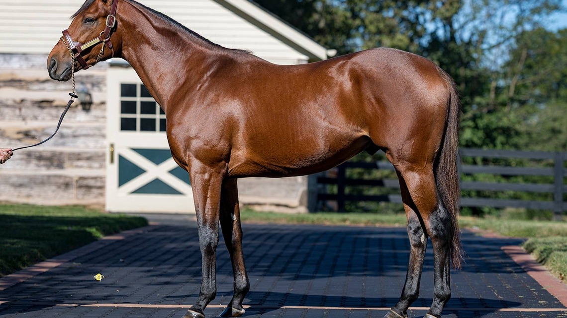 Ottinho, Grade 1-placed Half-Brother To Gun Runner, To Stand At Three Chimneys In 2027 